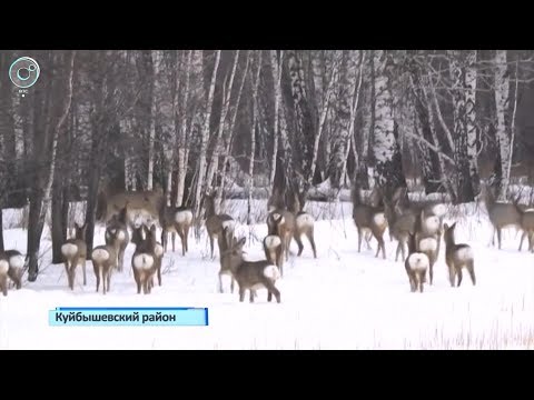 Косули устремились из леса к населённым пунктам. Что заставило животных выйти к людям?