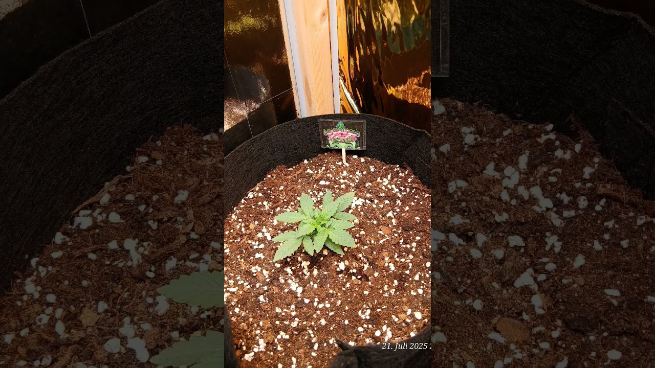 Amnesia Sensi Seeds Timelaps 1 - 25