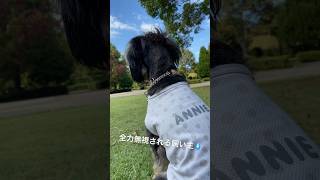 アニーに全力無視されて悲しい??? ミニチュアシュナウザー 犬のいる暮らし