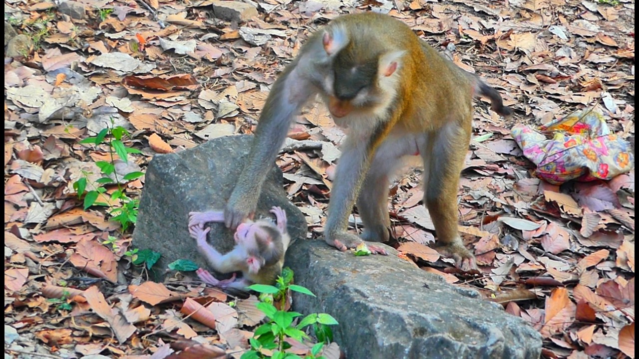 Baby Levi almost fall down, mother Libby tries to take care her baby for safe