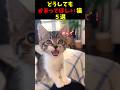 どうしてもかまってほしい猫ｗ５選#cat #面白集 #ねこ #笑ったら負け
