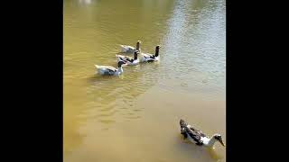 Pürenli Ve Hera Yaylaları