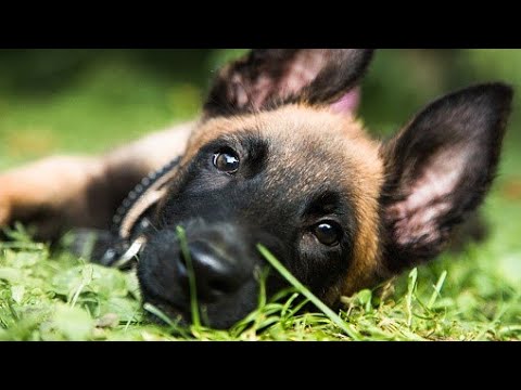 Malinois puppy acquaintance with a german shepherd