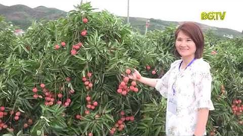 Ấn tượng về vùng vải thiều Lục Ngạn