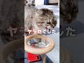シャーシャーモードはヤラセなんですか? 今こそ真実をお見せするでごわす…😭 #猫