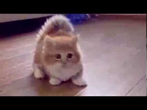 Котики Милые Котики Фото