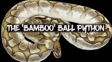 The Potential of the 