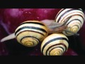 Capture de la vidéo Lys Gauty "Les Escargots Qui Vont À L'enterrement" 1940 (Jacques Prévert).