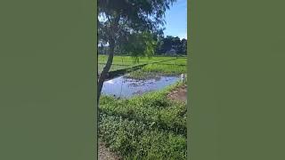 lembur kuring,babakan ps angin