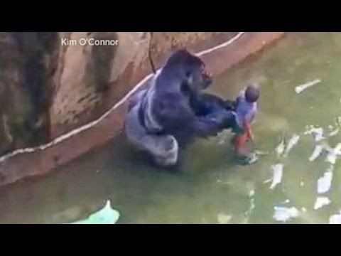 Download Gorilla Killed After Child Falls Into Zoo Habitat