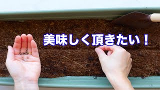 女性一人暮らし ベランダで野菜を育てる!