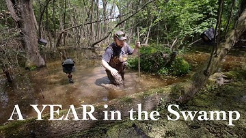 A Year in the Swamp - Looking Back at 2021