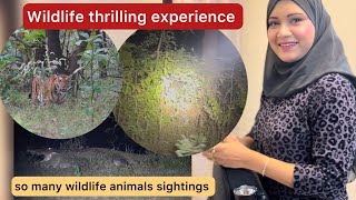 TIGER SIGHTING | LEOPARD SIGHTING | JUNGLE ADVENTURE 