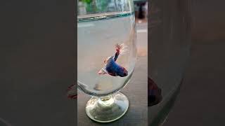 # Betta Fish ##colourful mood booster💫# എന്തൊരു മനോഹരമാണ്🐠🐠