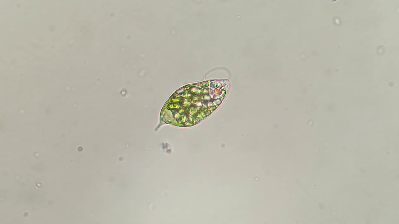 Хлорофиллы эвглены зеленой. Эвглена виридис. Эвглена зеленая под микроскопом. Циста эвглены. Фототаксис эвглены зеленой.