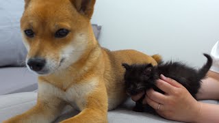 子猫 母親役の柴犬に勇気ある行動を見せる。