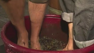 Grapestomping at St. Josef's Winery
