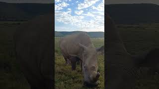 White Rhino grazing