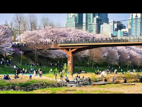 Spring Outing | 봄 나들이