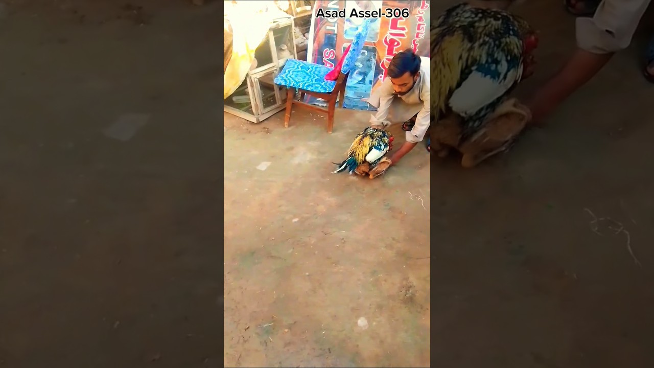 White jawa cross Assel hen🐓🐓 