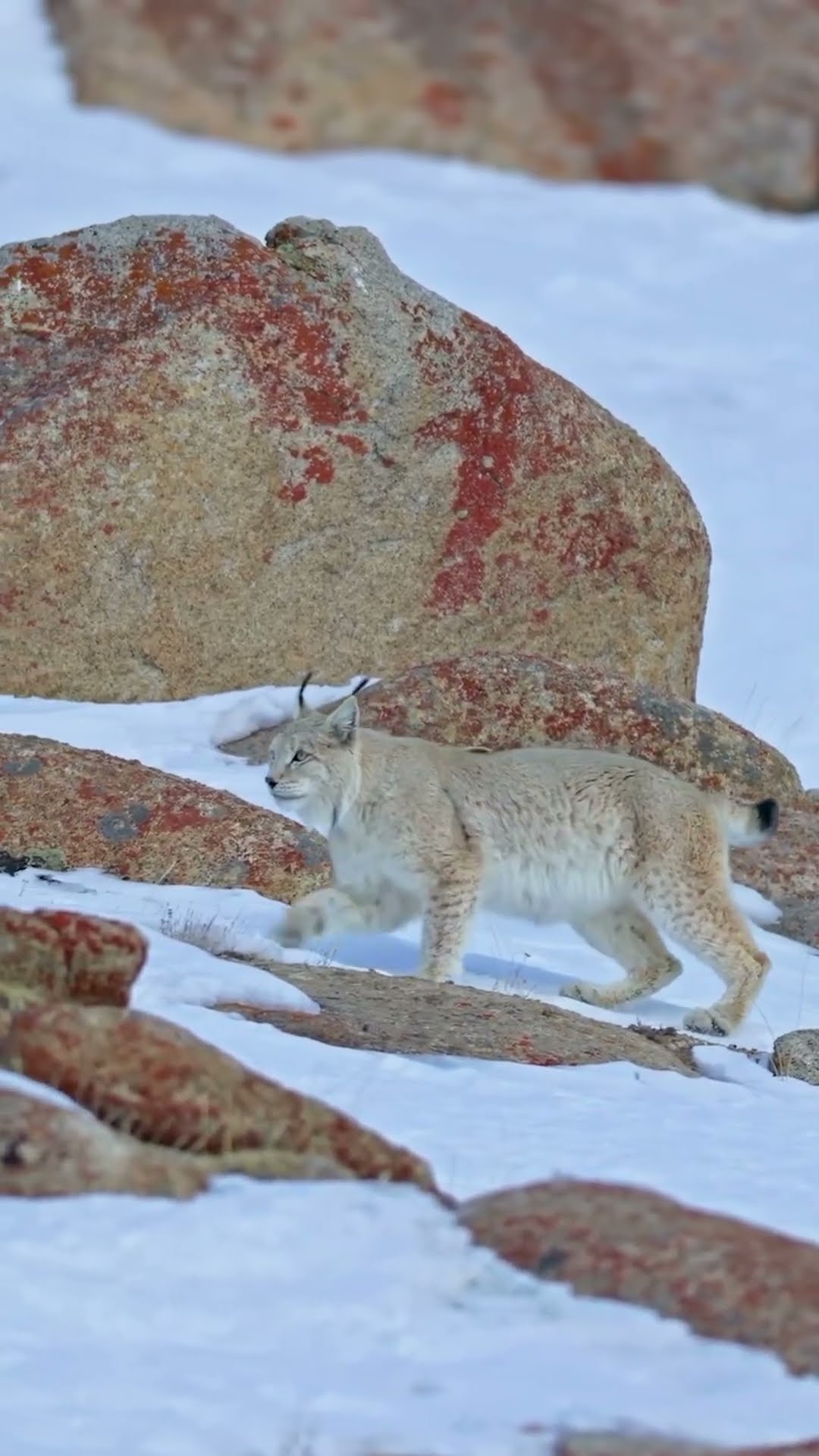 Living across Europe and Asia, the Eurasian lynx is one of the widest ranging cats in the world ?