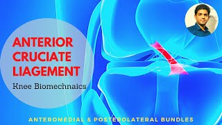 ANTERIOR CRUCIATE LIGAMENT # ACL( Biomechanics and anatomy| Knee biomechanics)