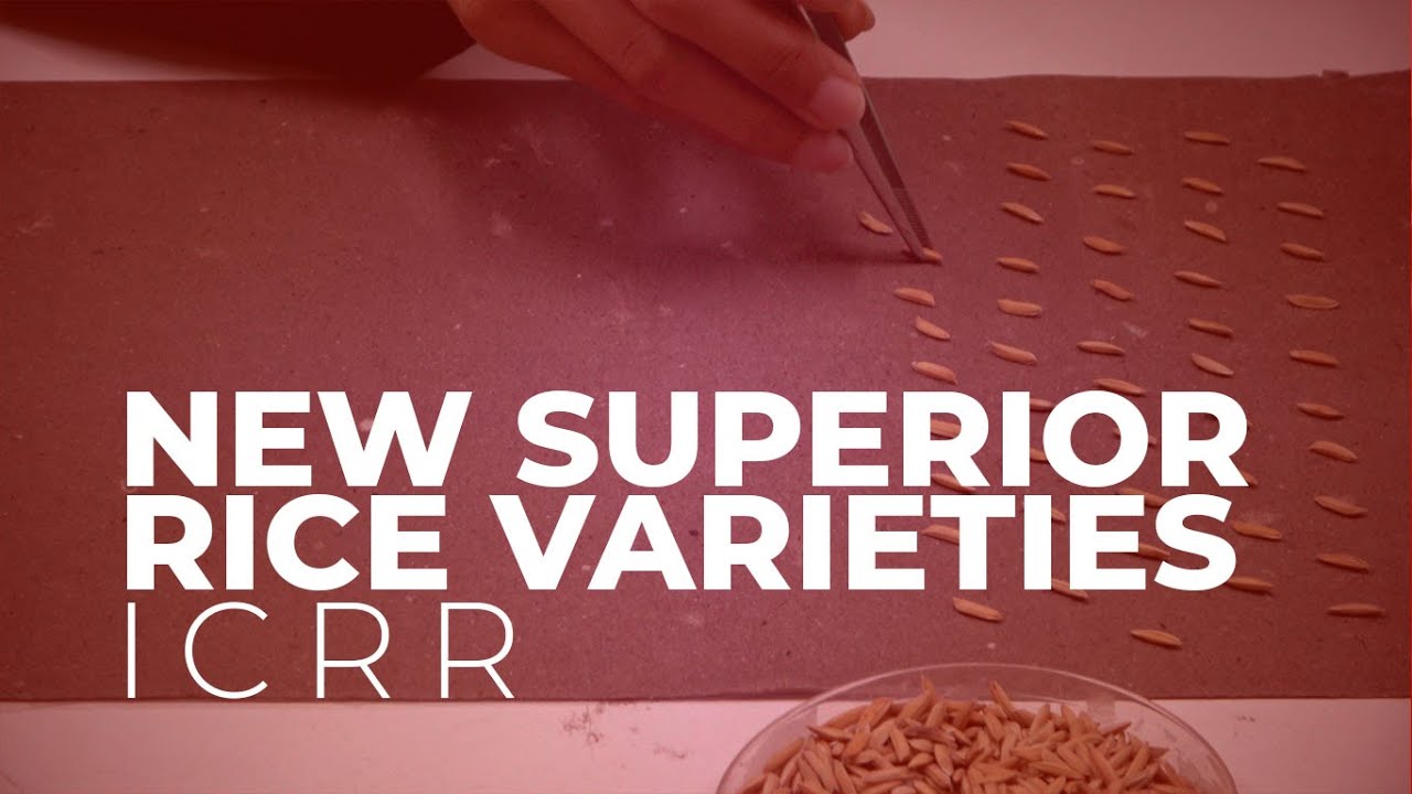 New Superior Rice Varieties - YouTube