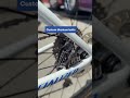 Demi Vollering's LBL bike setup #UCIWWT