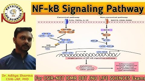 NF-kB Signaling Pathway#Inflammatory Signaling Pathway by Dr. Aditya Sharma CSIR-JRF PHD