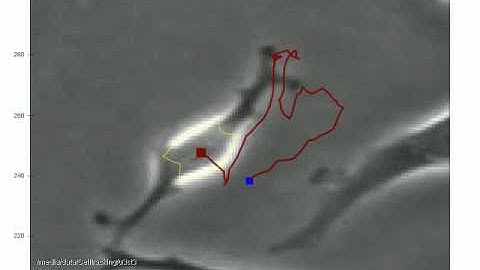 phase contrast cell tracking