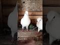 Star kalanka & pilanka jora shokh karo #trending #trendingshorts #viral #viralshorts #pigeon