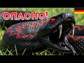 🐍 Ядовитые животные Германии о которых никто не говорит