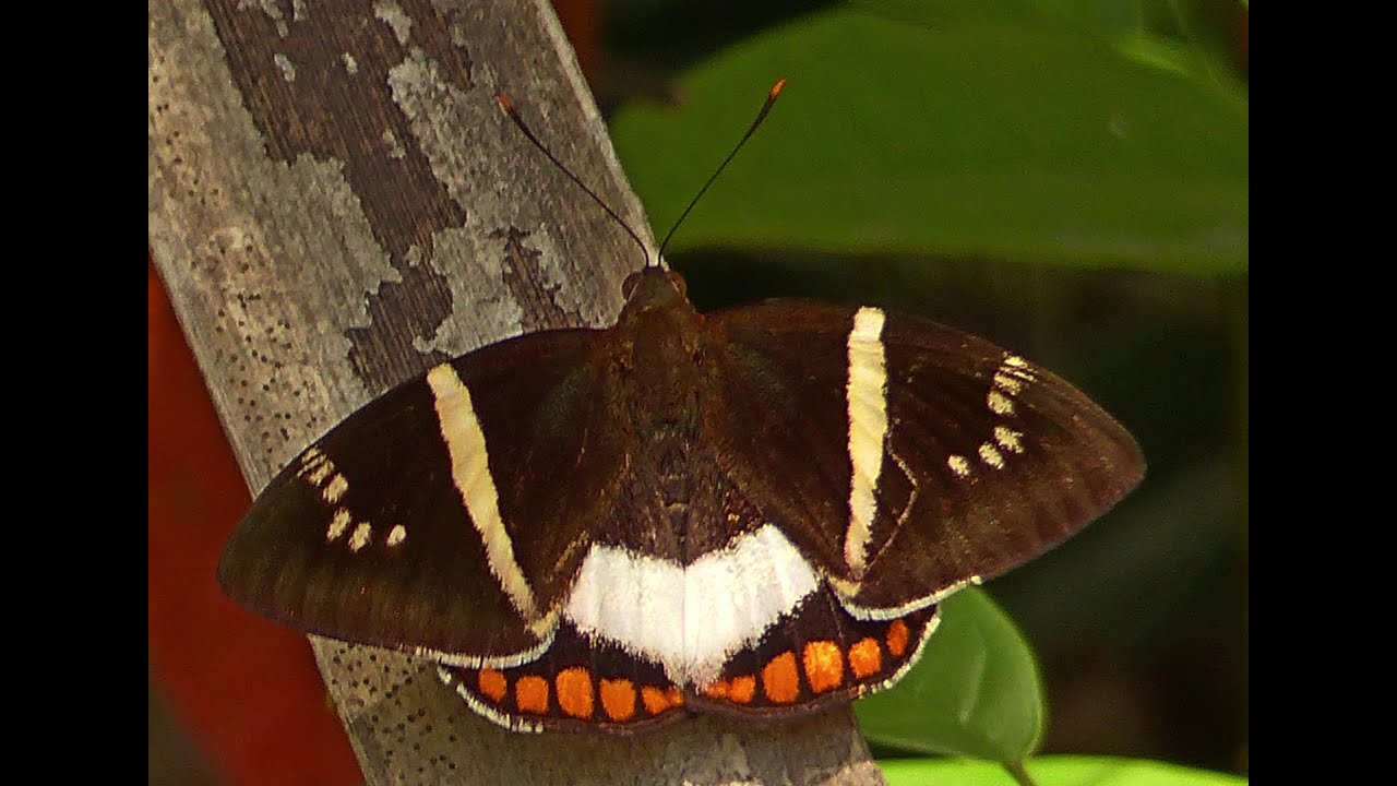 Borboleta da espécie Telchin licus (banana stem borer)