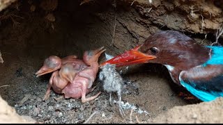 PERUT ANAK BURUNG TENGKEK BUNCIT MENDADAK AKIBAT OVER MAKANAN