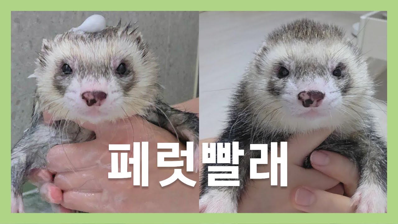 💩 두쫀쿠같은 재질의 페럿 씻기기