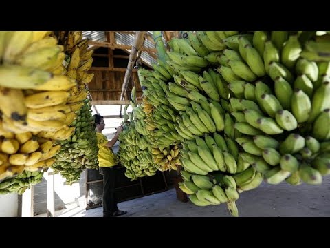 Βίντεο: Προβλήματα καλλιέργειας πιπεριών μπανάνας - Τι να κάνετε όταν οι πιπεριές μπανάνας γίνουν καφέ