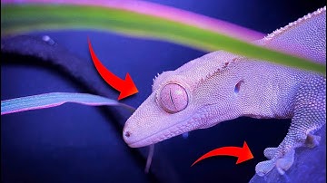 Crested Gecko Body Language