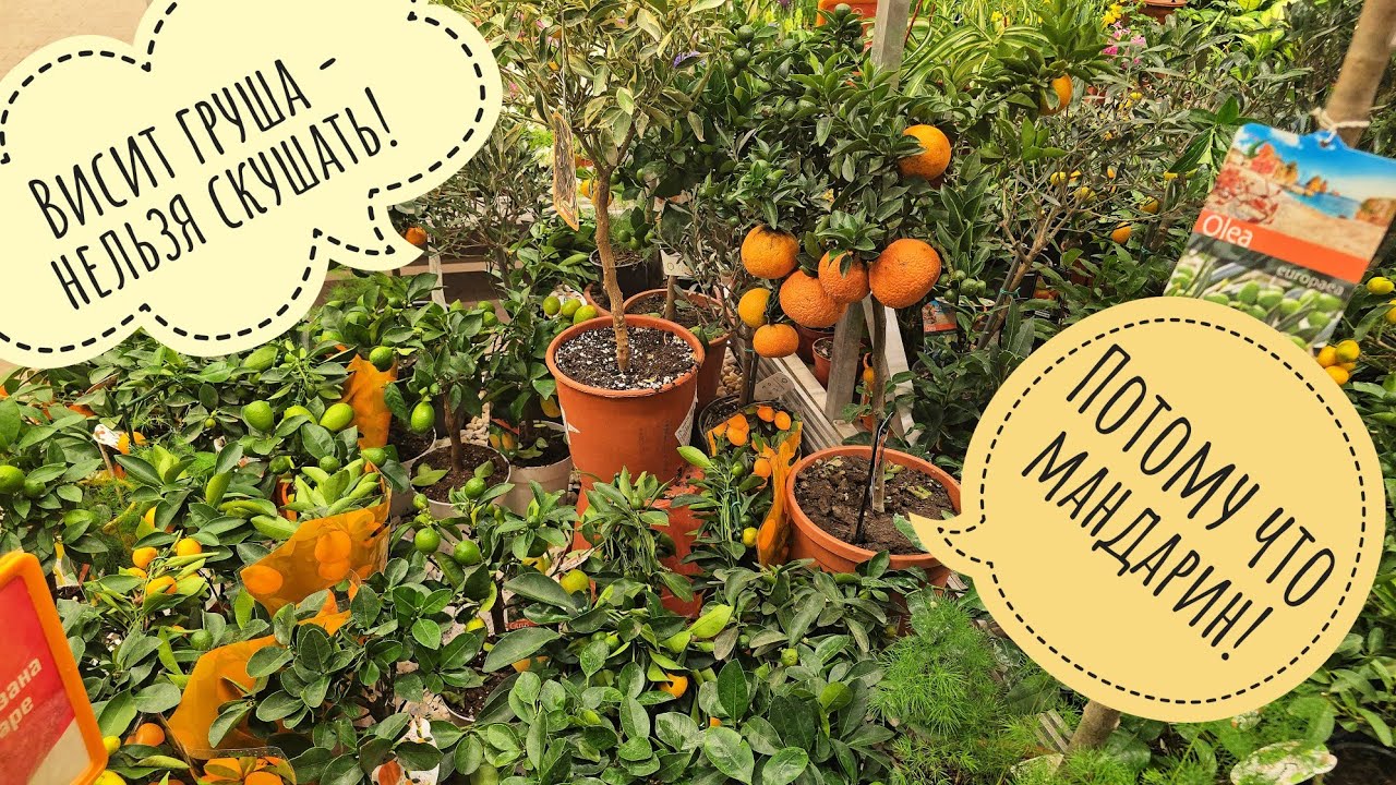 Обзор орхидей и цитрусовых из Оби. Изменила фаленопсисам с кумкватами