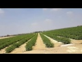 السنابل لاند فيديو من الواقع 10