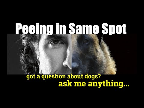 Videó: Kérdezd meg a Vet-et: Miért pisilik a kutyám a ház körül?