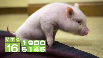 Trị cầu trùng ghép nhiễm khuẩn cho lợn con | VTC16