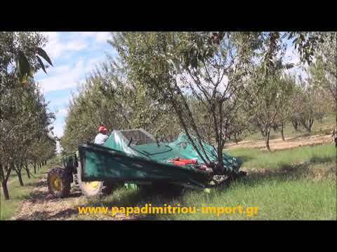Βίντεο: Chufa, χωμάτινα αμύγδαλα - καλλιεργούνται στον ιστότοπο