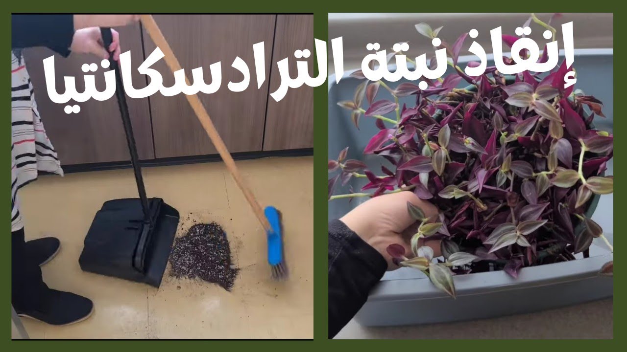 إنقاذ نبتة المكحلة الترادسكانتيا 🌿🌱🍂🍃Saving a tradescantia plant