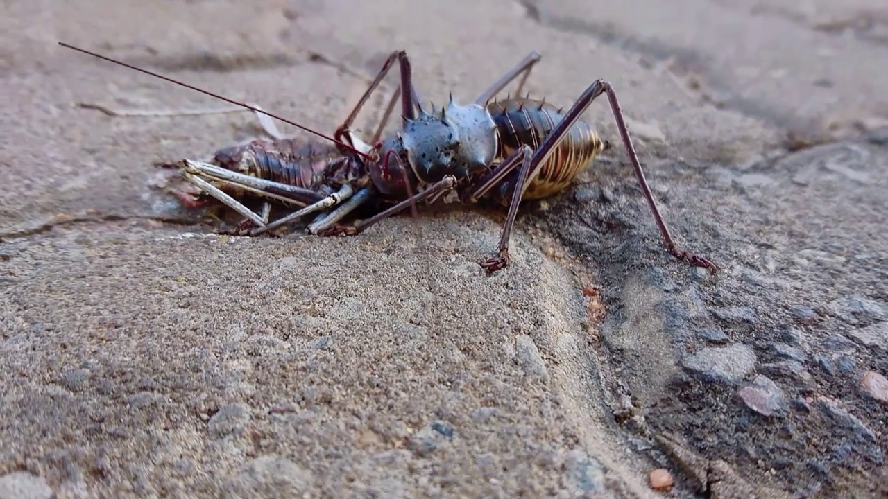 Its a Cricket eat Cricket world! YouTube