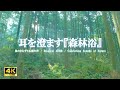 耳を澄ます『森林浴』：鳥のさえずり、鹿の声／自律神経を整える【自然音,立体音響,4K,relaxing nature sounds】