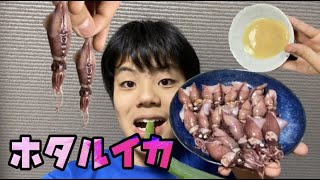 【ASMR】ホタルイカを食べてみた⌒∇⌒