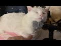 The white cat seems to want to say something through the microphone.