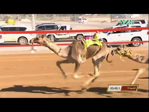 الشوط 3 الذهيبة ل مبارك حمد بن متعب العامري مهرجان السوان الثلاثاء 2019 12 24 السوان حقايق