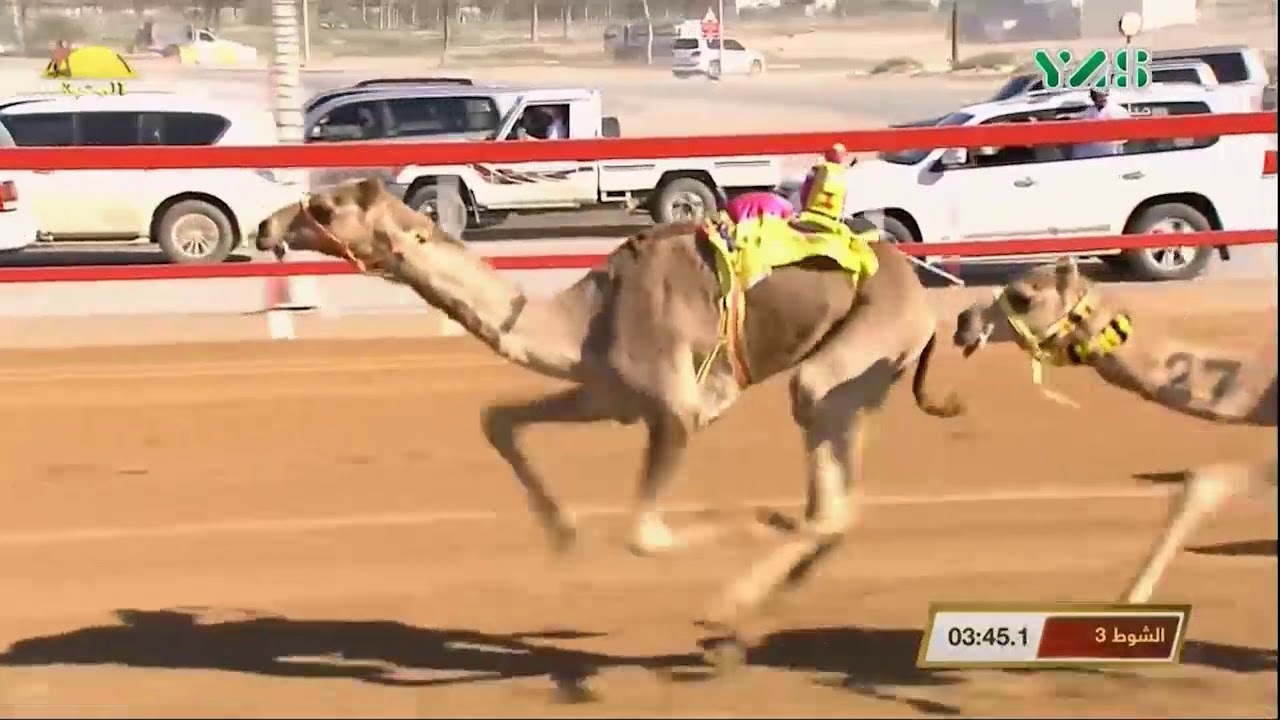 الشوط 3 (الذهيبة) لـ مبارك حمد بن متعب العامري , مهرجان السوان الثلاثاء 2019/12/24 السوان حقايق