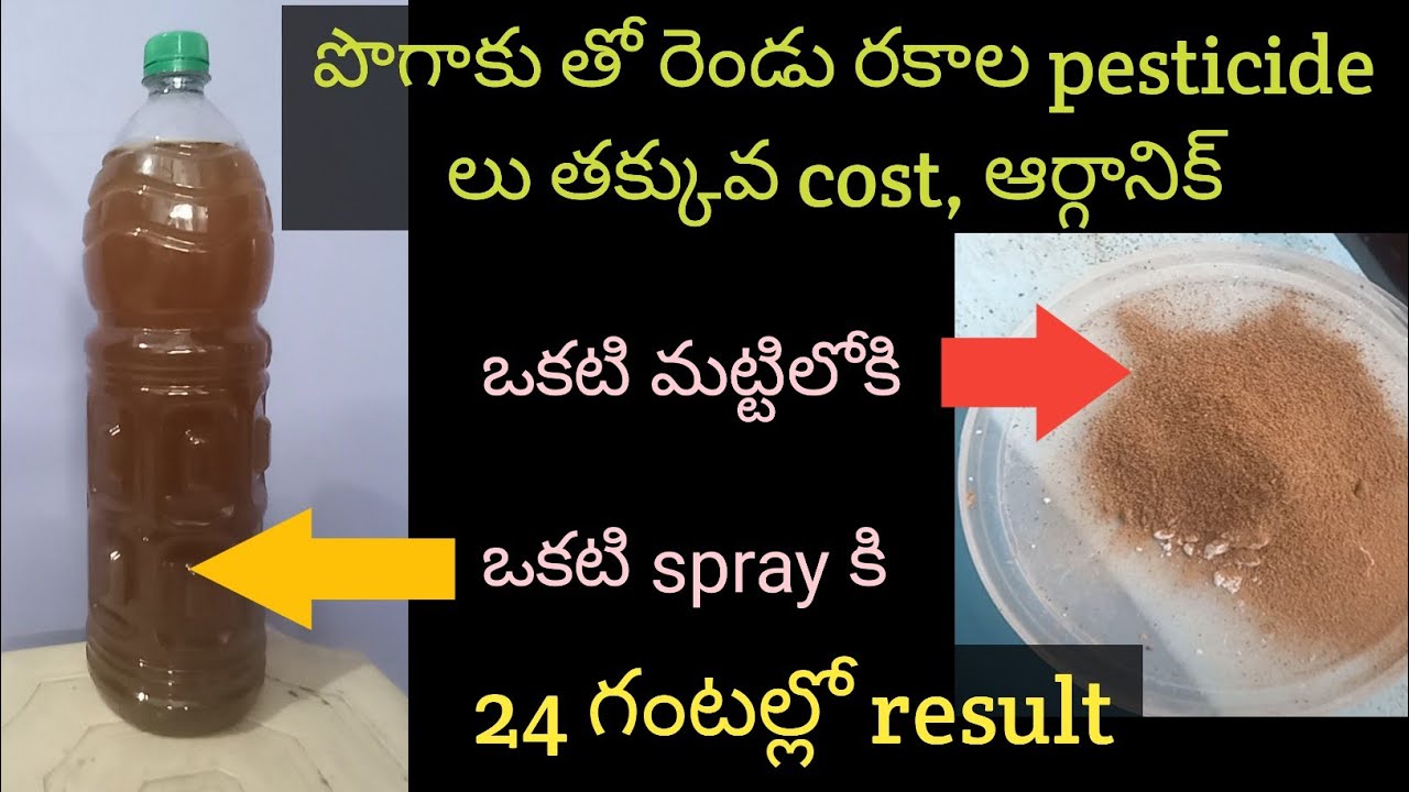 202.How to use tobacco as plant pesticide. Organic pesticide.